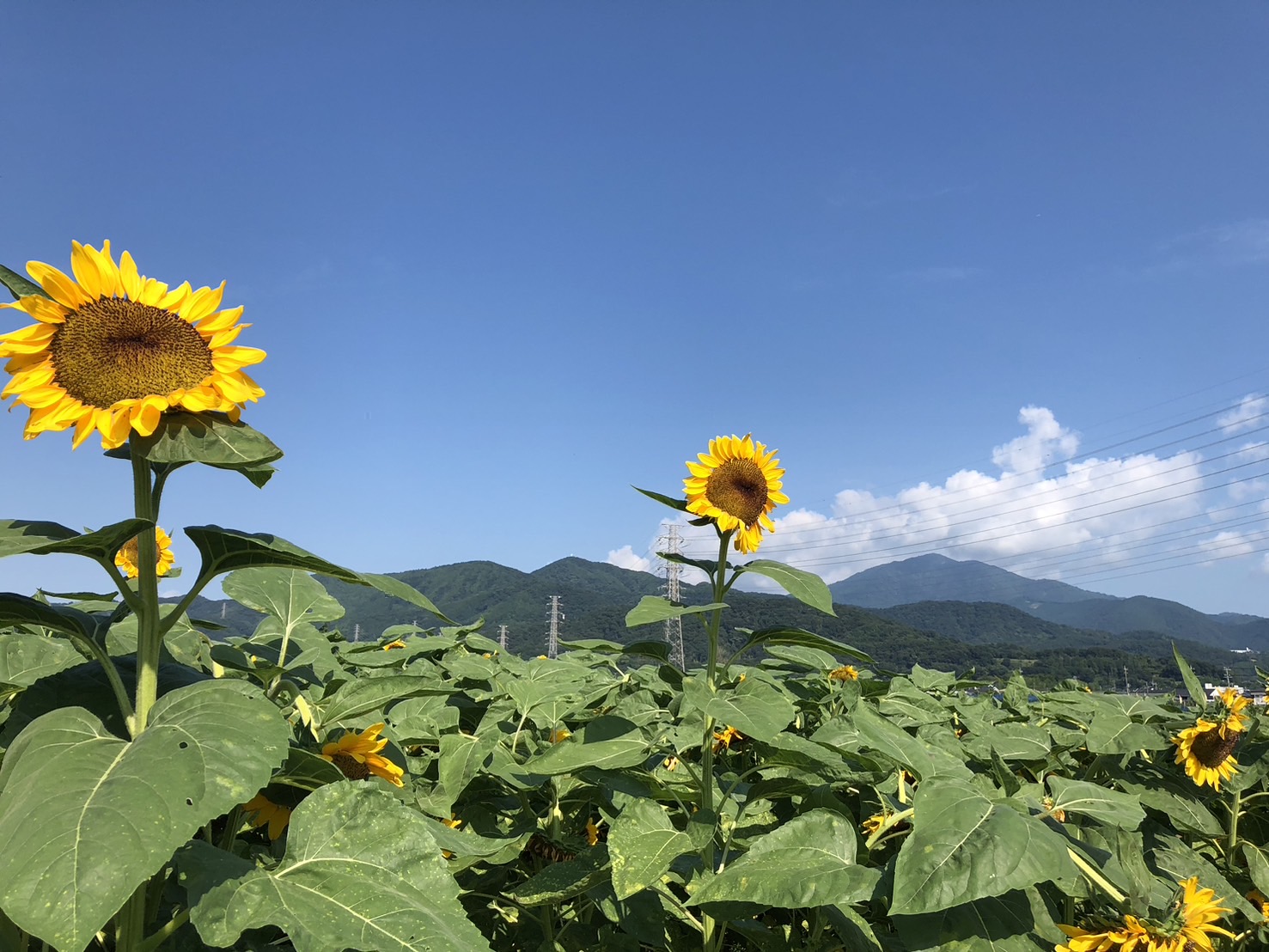 伊勢原比々多地区の誉れ「三之宮比々多神社・ヒマワリ畑・銘菓」【花のコラム】